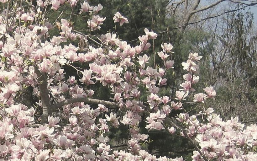 Pink magnolia blossoms on a spring branch